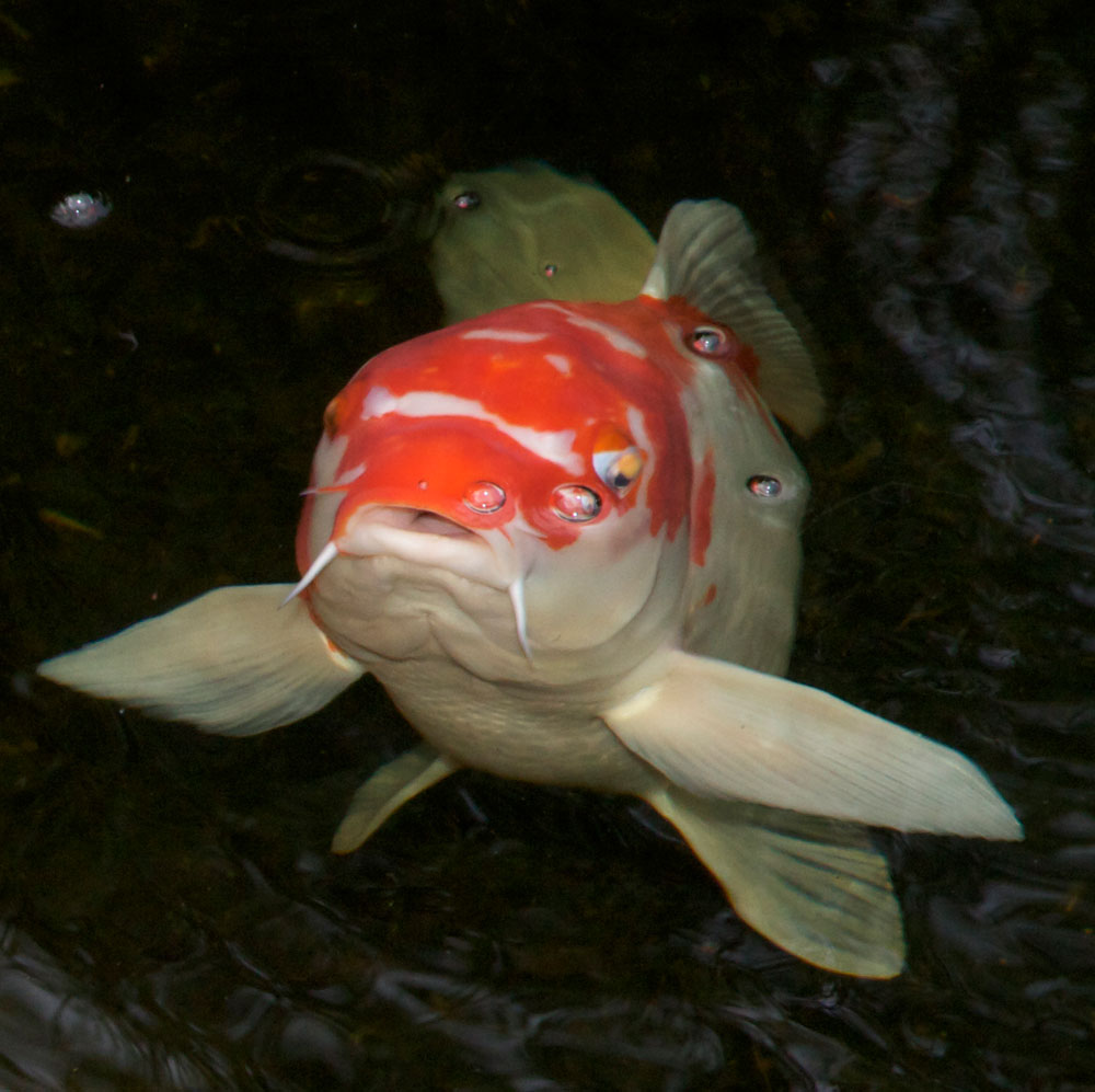 Koi fish