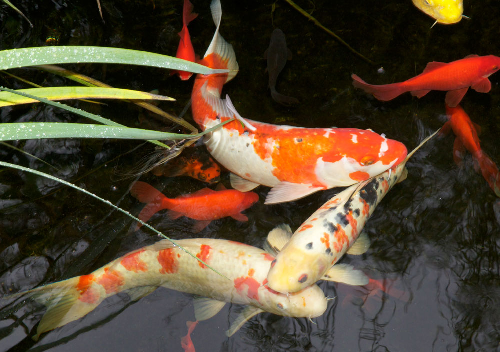 Koi and gold fish