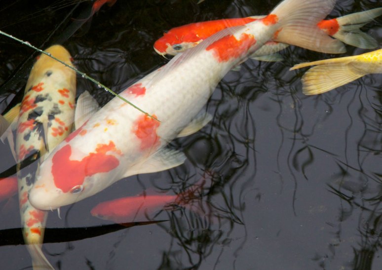 Koi fish