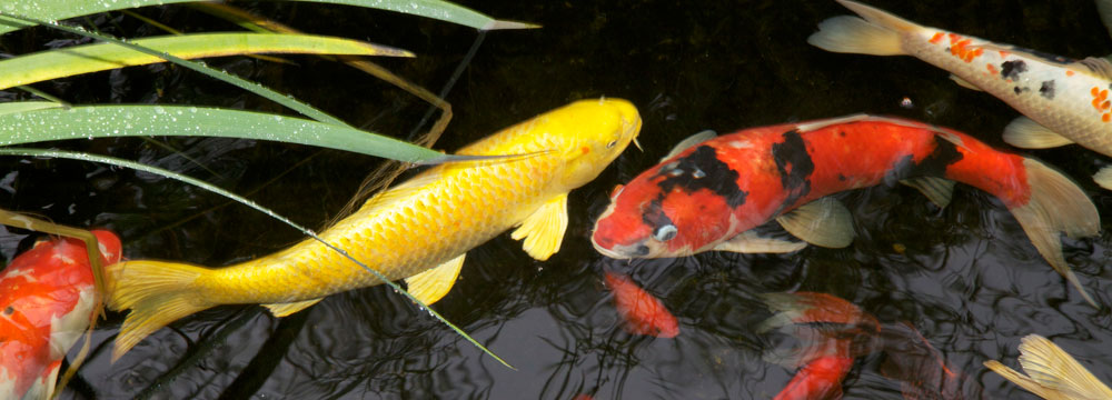 Koi fish